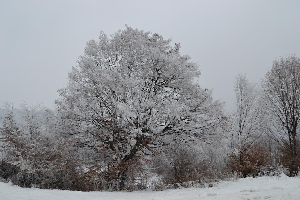 Villa Arnota Costesti  Esterno foto